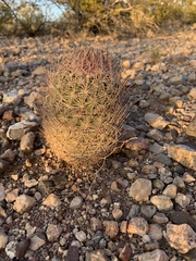 Echinomastus erectocentrus erectocentrus