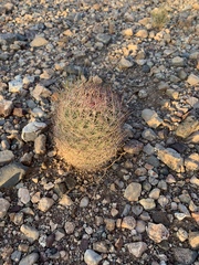 Echinomastus erectocentrus erectocentrus