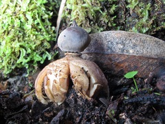 Geastrum pectinatum