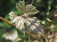 Vitis bryoniifolia
