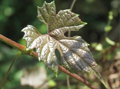 Vitis bryoniifolia