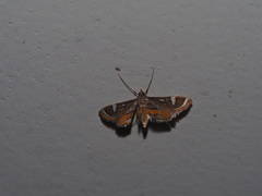 Strepsinoma croesusalis