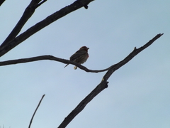 Haemorhous mexicanus