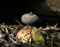 Geastrum pectinatum
