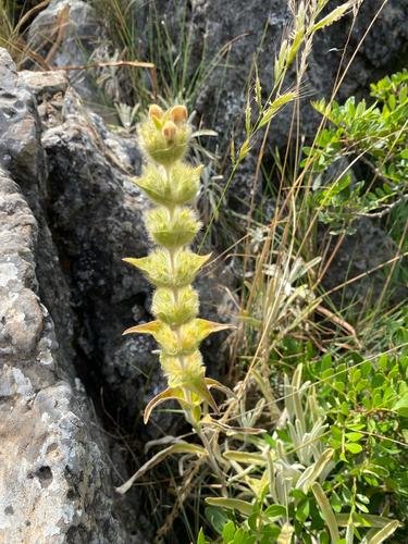 Avistamiento Phlomis lychnitis