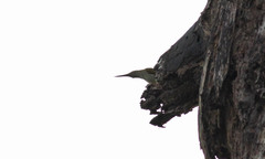 Arachnothera modesta