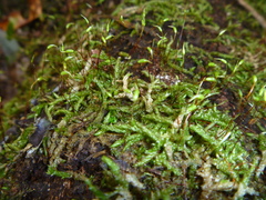 Acrocladium chlamydophyllum