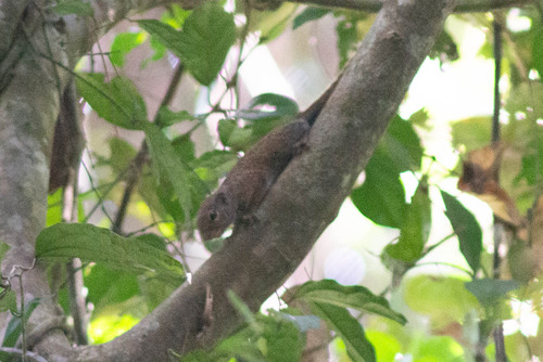Green Bush Squirrel
