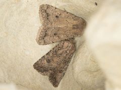 Nudorthodes variabilis