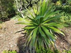 Cordyline obtecta