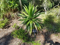 Cordyline obtecta