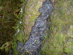 Exidia novozealandica