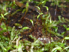 Acrocladium chlamydophyllum