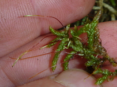 Acrocladium chlamydophyllum