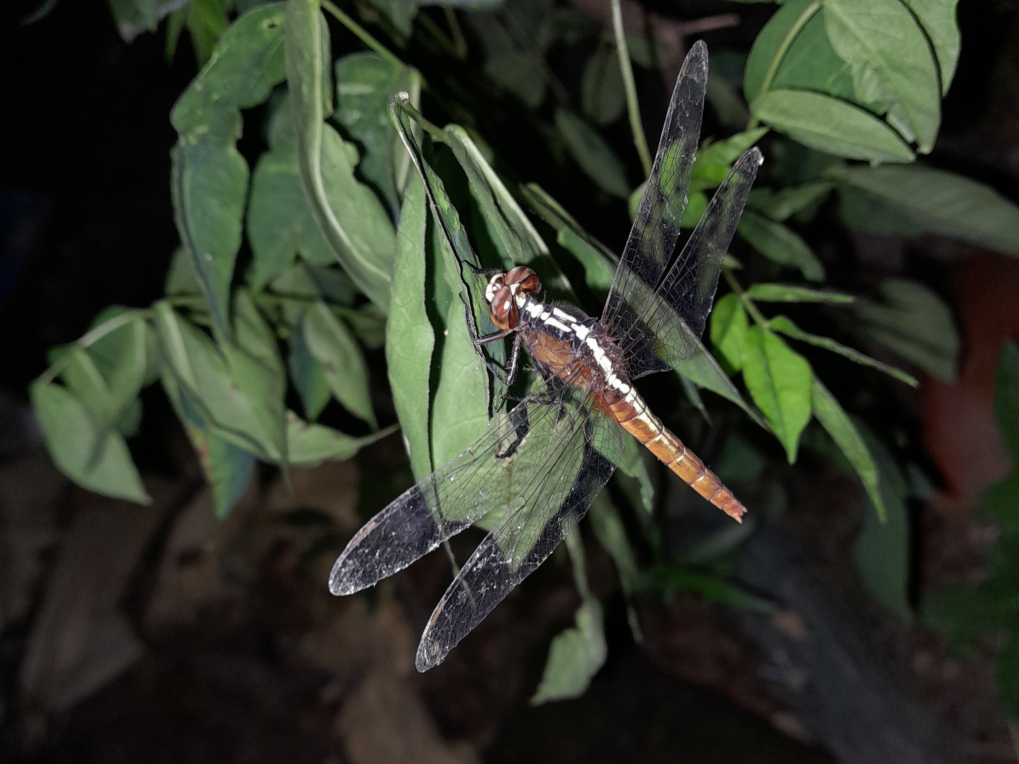 Rufous Marsh Glider