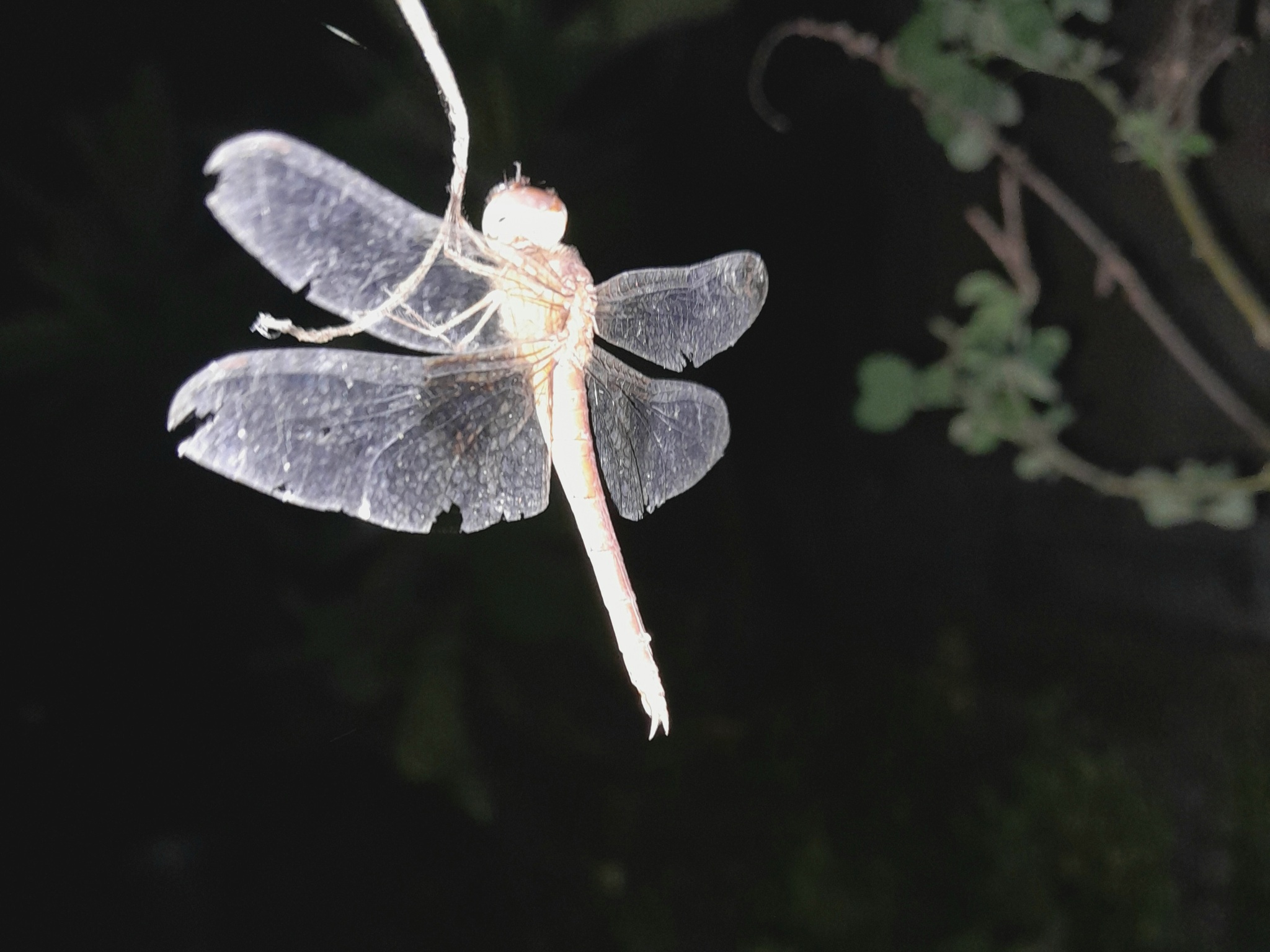 Coral-Tailed Cloudwing