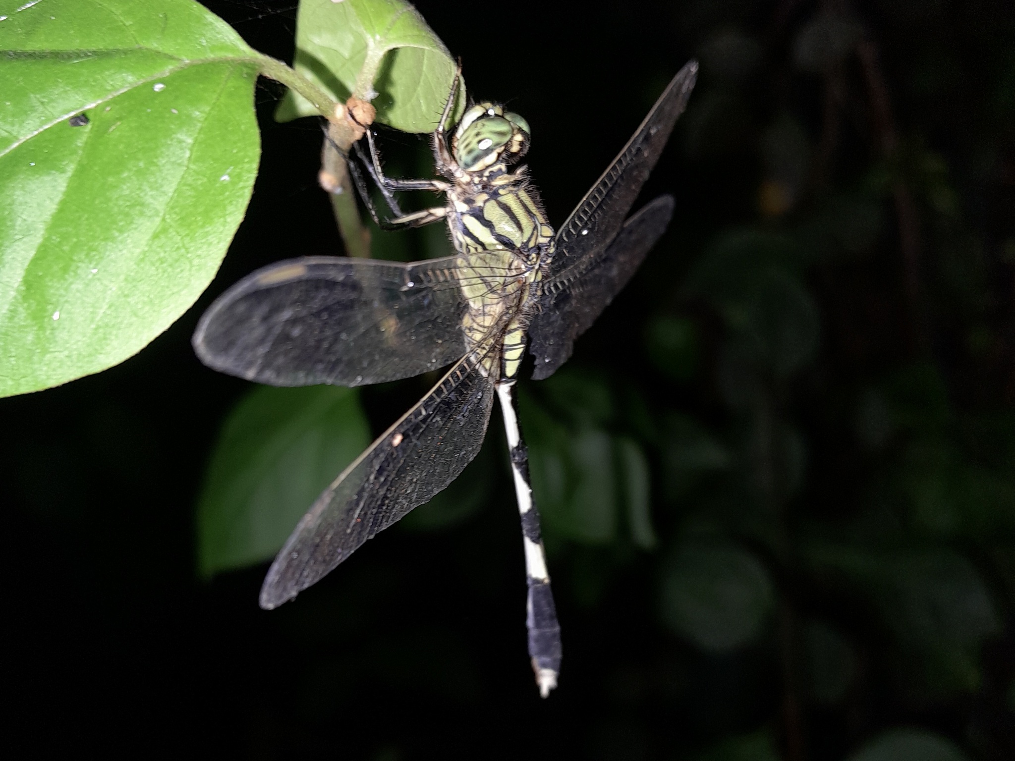 Slender Skimmer