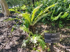 Blechnum gibbum