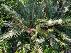 Blechnum gibbum