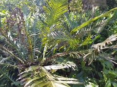 Blechnum gibbum