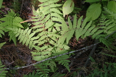 Thelypteris palustris pubescens