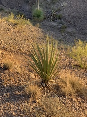 Yucca baccata brevifolia