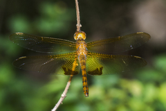 Hydrobasileus croceus