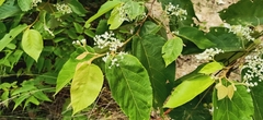 Heliocarpus