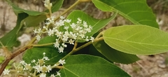 Heliocarpus