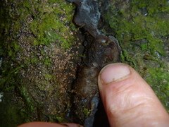 Exidia novozealandica