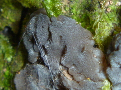 Exidia novozealandica