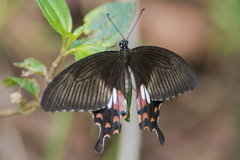 Papilio polytes stichius