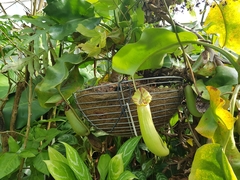 Nepenthes truncata