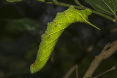 Marumba