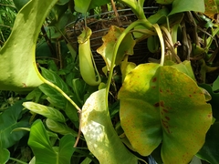 Nepenthes truncata