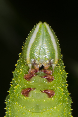 Marumba