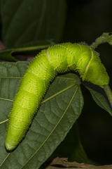 Marumba