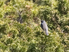 Calliope pectoralis