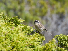 Prunella atrogularis