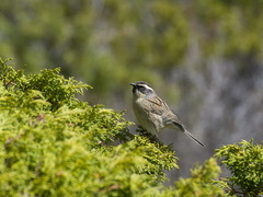 Prunella atrogularis