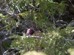 Carpodacus rhodochlamys