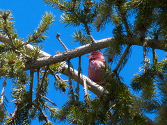 Carpodacus rhodochlamys