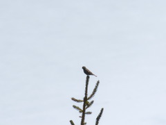 Leucosticte nemoricola