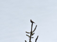 Leucosticte nemoricola