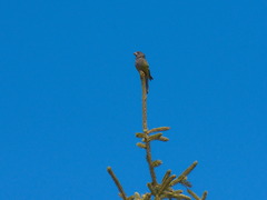 Mycerobas carnipes