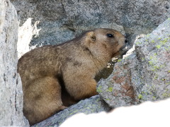 Marmota baibacina