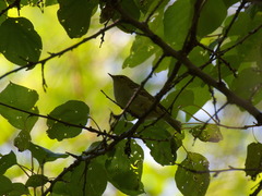 Phylloscopus humei