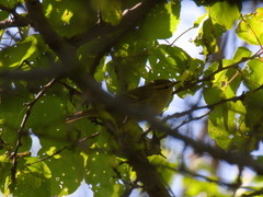 Phylloscopus humei