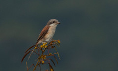 Lanius collurioides
