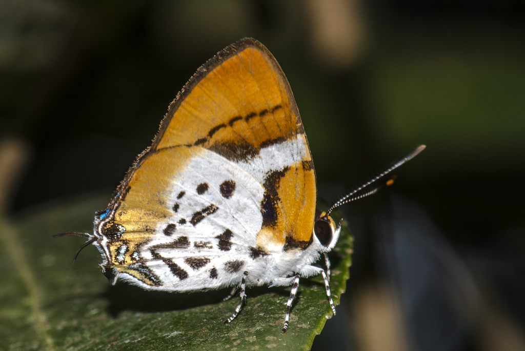 Araotes